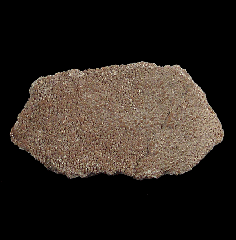 Saltasaurine egg shell section 