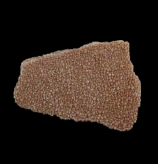 Cretaceous dinosaur egg shell 