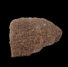 Real Sauropod egg shell | Buried Treasure Fossils