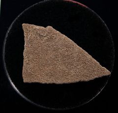 Saltasaurus egg shell | Buried Treasure Fossils