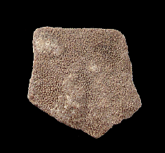 Saltasaurus egg shell for sale | Buried Treasure Fossils
