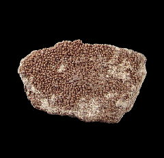 Cretaceous dinosaur egg shell for sale | Buried Treasure Fossils