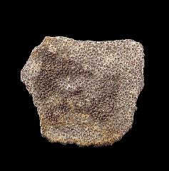 Rare Saltasaurus egg shell for sale | Buried Treasure Fossils