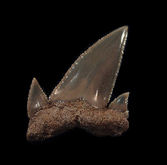 Carcharoides totuserratus - Australia