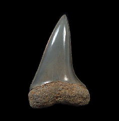 Carcharodon hastalis - Australia