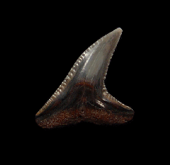 Prionace glauca - Australia