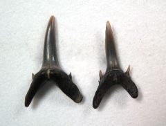 Carcharias atlasi