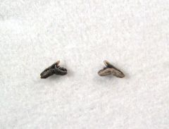  Galeorhinus ypresiensis                     