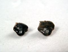 Nebrius thielensis