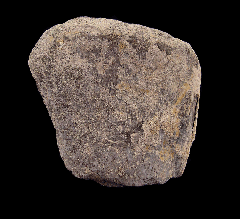 Camarasaurus ulna section from Wyoming | Buried Treasure Fossils