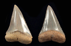 Carcharodon carcharias - Transition Sets