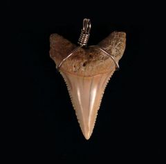Shark Teeth Jewelry - Chile GW