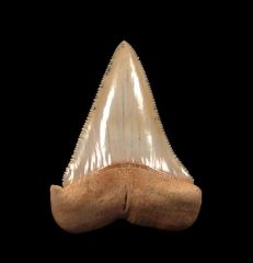 Carcharodon carcharias