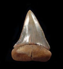 Carcharodon carcharias