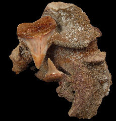 Chilean Great White shark tooth on matrix | Buried Treasure Fossils