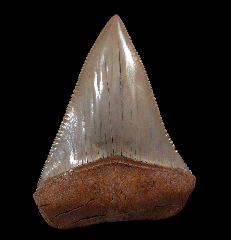 Extra Large fossil Great White shark tooth for sale | Buried Treasure Fossils