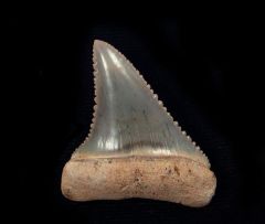 Carcharodon carcharias - "Blue Site"