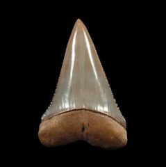 Carcharodon carcharias - Transition