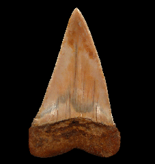 Extra large Carcharodon hubbelli tooth | Buried Treasure Fossils