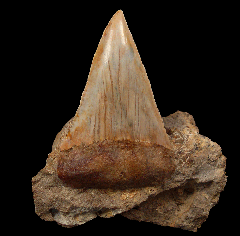 Carcharodon hubbelli tooth | Buried Treasure Fossils