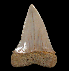 Chilean Carcharodon hubbelli tooth | Buried Treasure Fossils