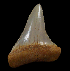 Great White shark tooth for sale with bite marks | Buried Treasure Fossils