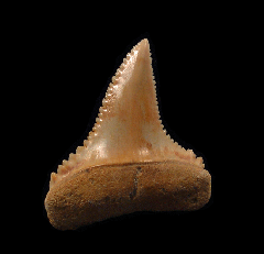 Carcharodon carcharias - Juvenile