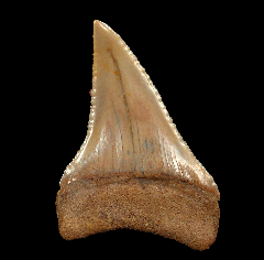 Chilean Great White transition tooth for sale | Buried Treasure Fossils