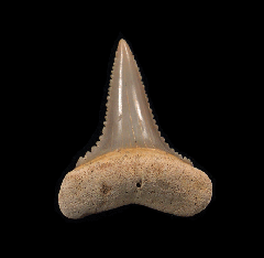 Carcharodon carcharias - Juvenile
