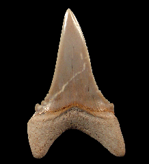 Chilean Carcharodon hubbelli tooth | Buried Treasure Fossils