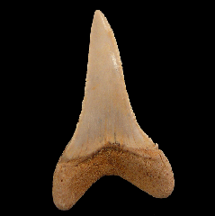 Great White shark transition tooth for sale | Buried Treasure Fossils
