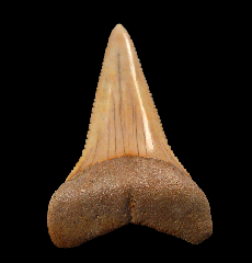Gem Chilean Great White shark tooth for sale