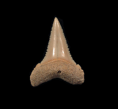 Carcharodon carcharias - Juvenile