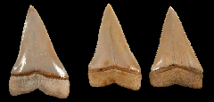 Rare Great White hubbelli transition tooth for sale | Buried Treasure Fossils