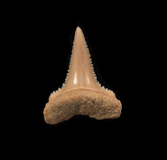 Carcharodon carcharias - Juvenile