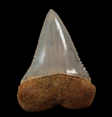 Gray Chilean Great White shark tooth for sale