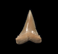 Carcharodon carcharias - Juvenile