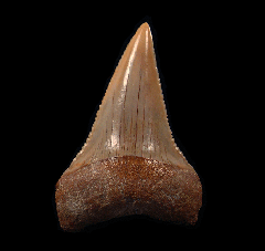Extra large Carcharodon hubbelli tooth for sale | Buried Treasure Fossils