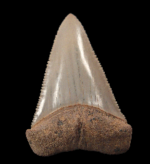 Gem Chilean Great White shark tooth for sale