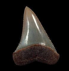 Perfect Chilean Great White tooth for sale