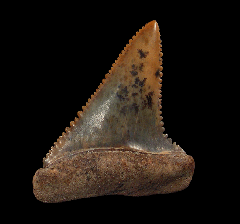 Colorful Great White shark tooth for sale