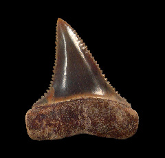 Colorful Great White shark tooth for sale