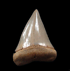 Big Chilean Mako tooth for sale | Buried Treasure Fossils