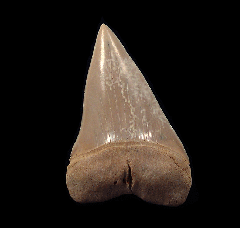 Chilean Mako tooth for sale | Buried Treasure Fossils