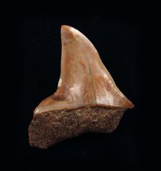 Carcharodon hastalis - Pathologic