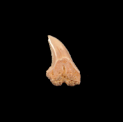 Prionace glauca tooth from Chile
