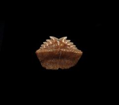 Hexanchus gigas - Symphyseal Tooth