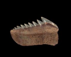 A Large, Top Quality Chilean Hexanchus tooth for sale. A lower jaw tooth. Fantastic color and preservation.