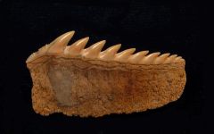 Hexanchus gigas - Lower Jaw Teeth
