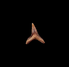 Squatina biforis